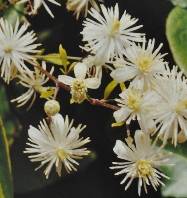 Ainsworth Clematis Stock