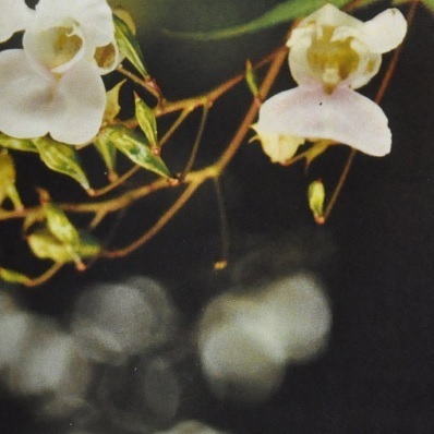 Ainsworth Impatiens Stock