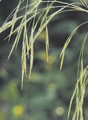 Ainsworth Wild Oat Stock