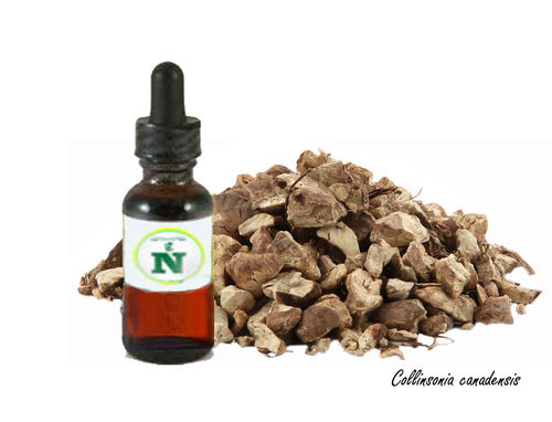 Stone Root Extract