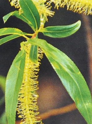 Ainsworth Willow Stock