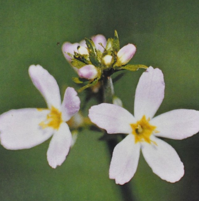 Ainsworth Water Violet Stock