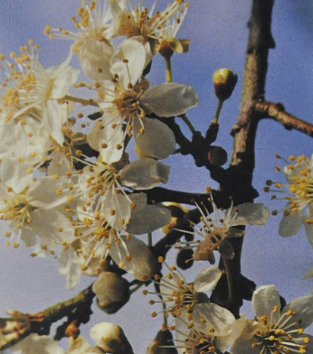 Ainsworth Cherry Plum Stock