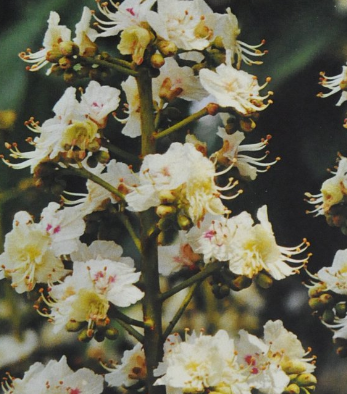 Ainsworth White Chestnut Stock