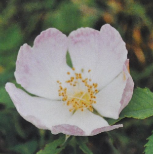 Ainsworth Wild Rose Stock
