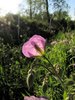 American Cranesbill Extract