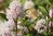 Red Root Extract
