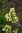 Mexican Valerian Extract