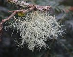 Usnea extract