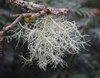 Usnea extract