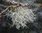 Usnea extract