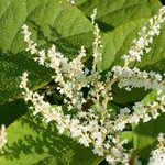 Japanese Knotweed extract