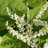 Japanese Knotweed extract