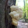 Lion's Mane extract