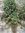 Pellitory of the Wall extract