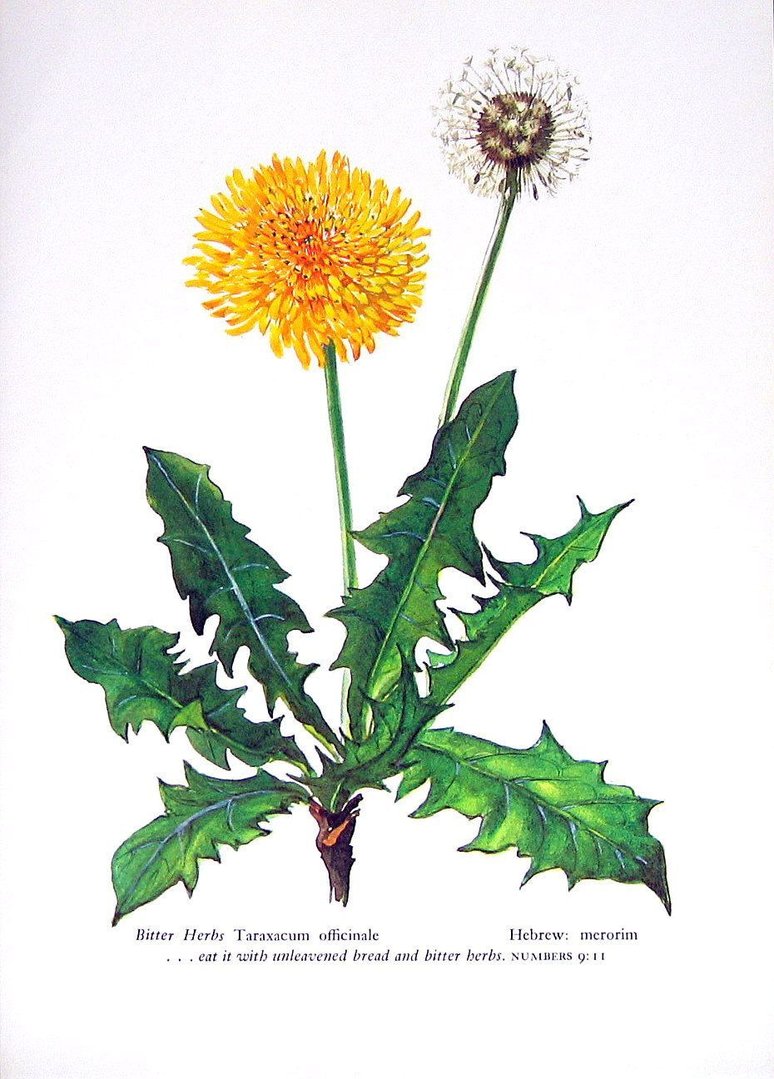 Dandelion Root Extract