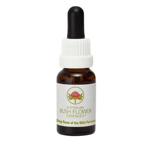 Dog Rose of Wild Forces Stock