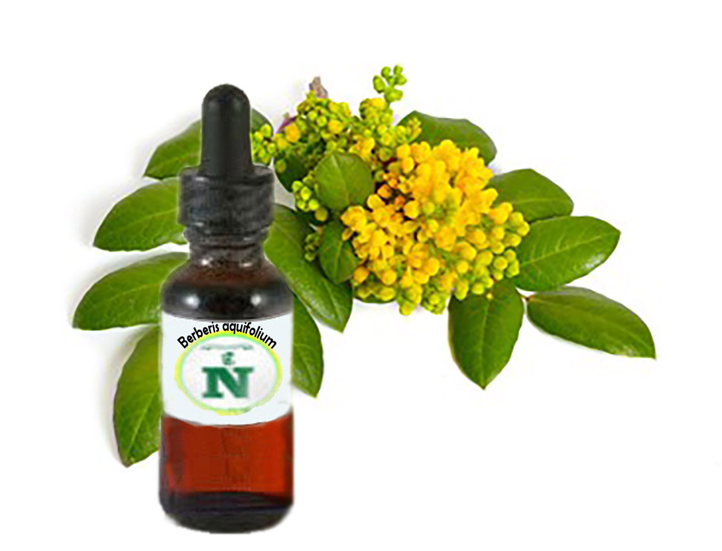Berberis Aquifolium