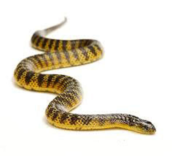 Tiger Snake