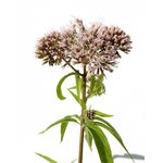 Gravel Root Extract