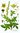 Boneset Extract