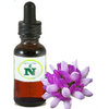 Ribwort Extract