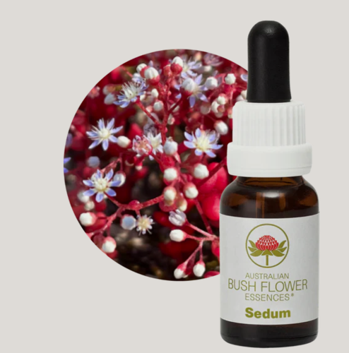 ABFE Sedum Stock 15ml