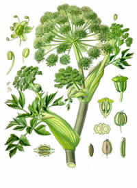 Angelica_sinensis