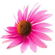 Echinacea_purpurea_flower