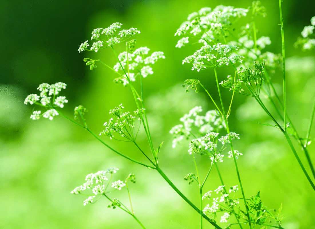 Aniseed_Med_Info_Page_1_Image_0002