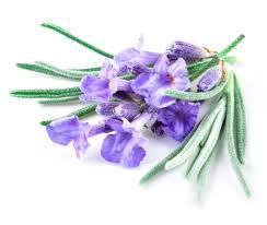 Oils_French_Lavender