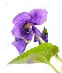 flowers_violets