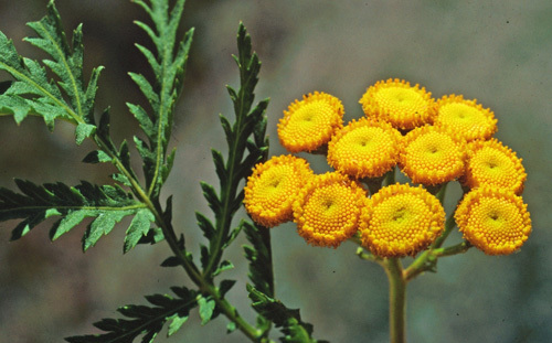 plant_tansy